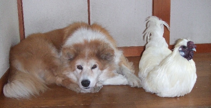 愛犬ころんさんと烏骨鶏の武蔵くん
