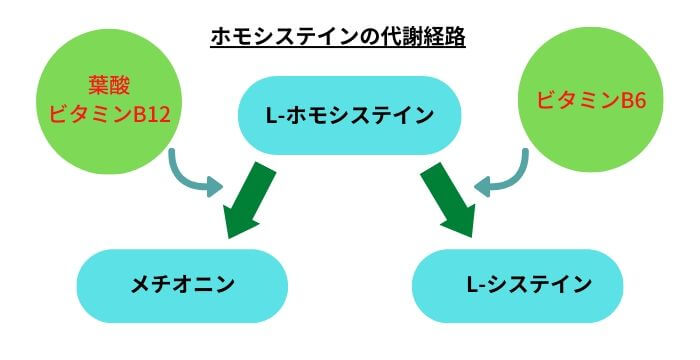 ホモシステインの代謝経路