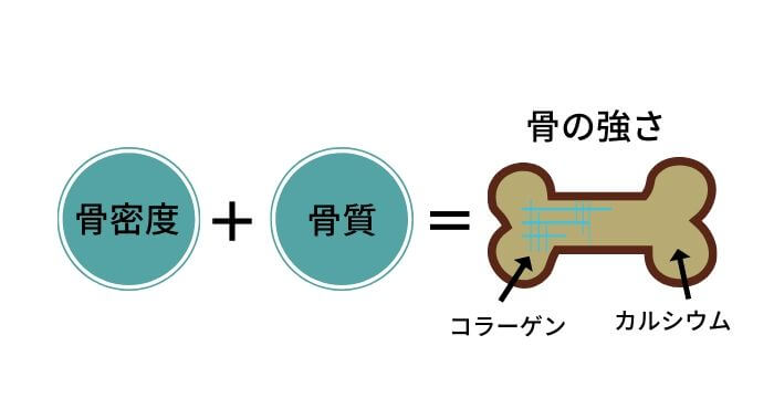 骨の強さは、骨密度と骨質で決まる